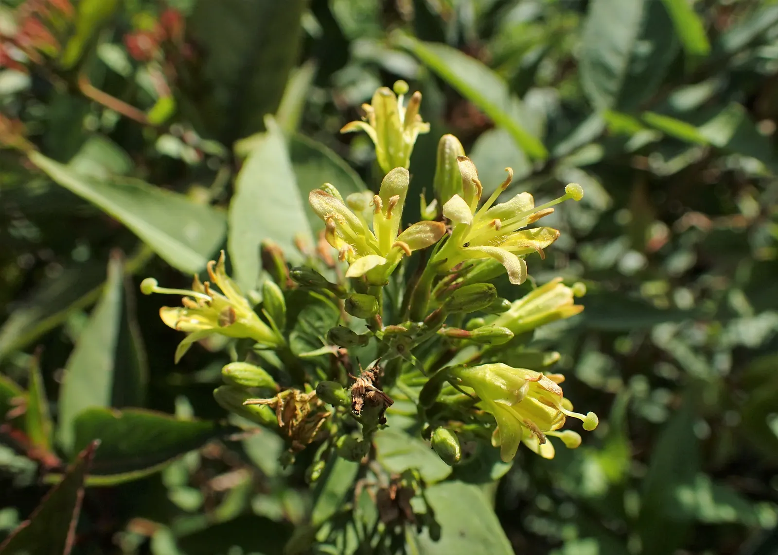 Diervilla (Diervilla X Splendens) — trumpet-shaped yellow flowers that bloom profusely in the summer