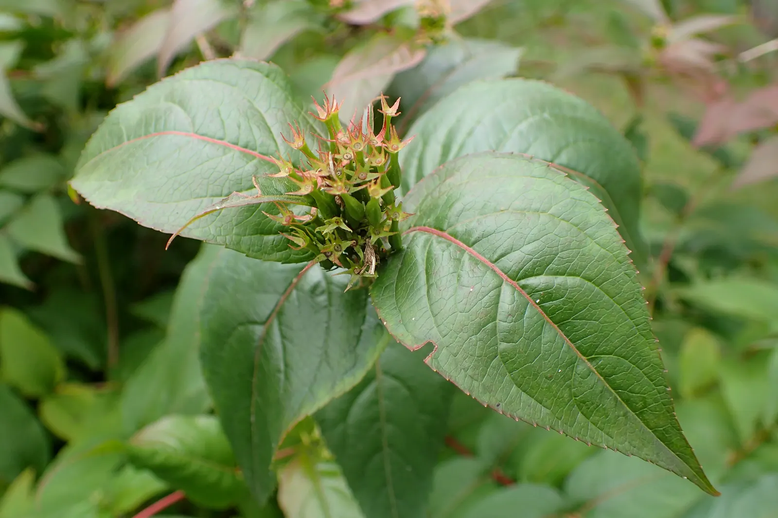 Diervilla (Diervilla X Splendens) — commonly referred to as Diervilla