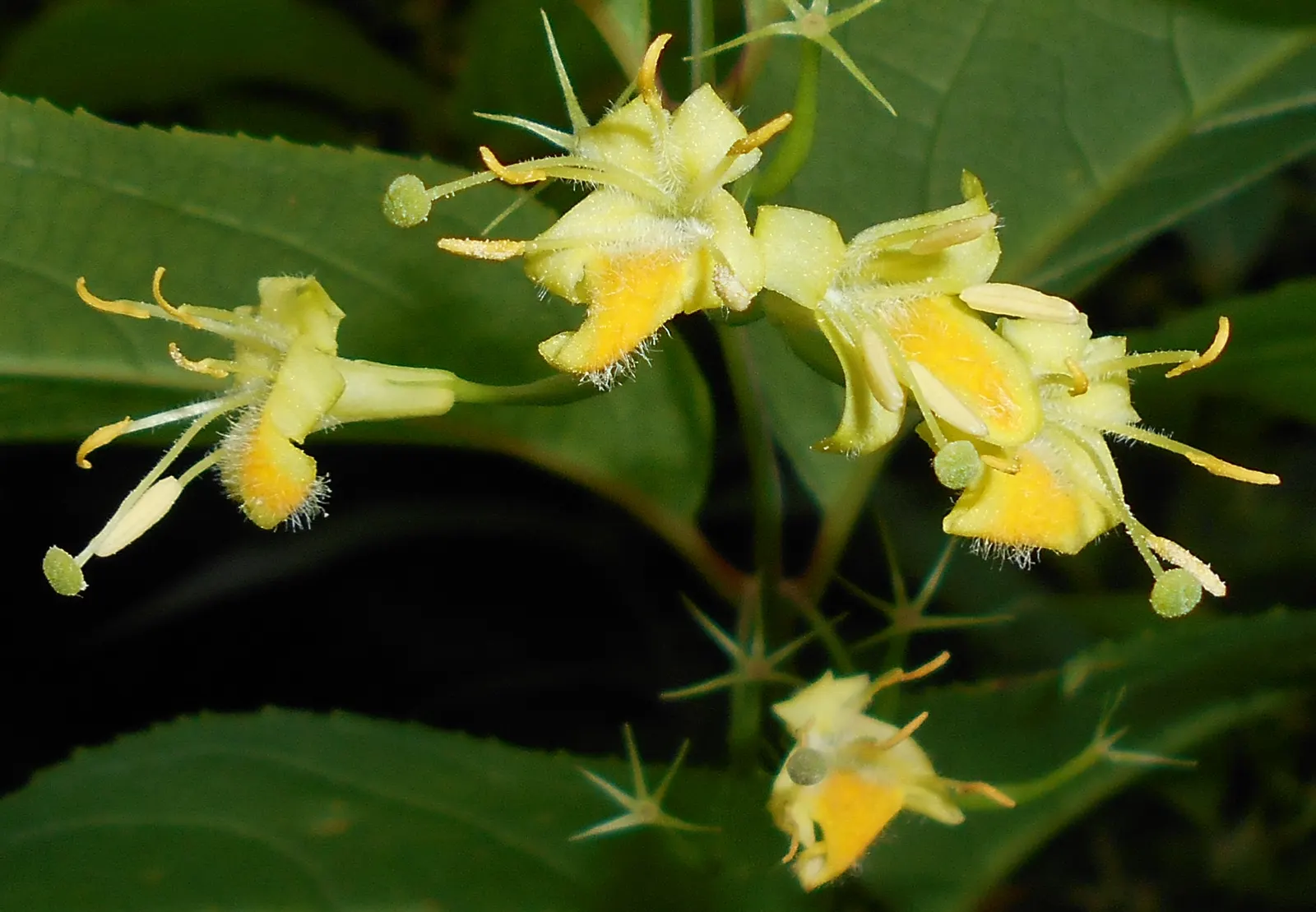 Diervilla (Diervilla X Splendens) — commonly known as Bush Honeysuckle; this adaptable plant prefers full sun to partial shade and reaches 2-4 feet, image 55