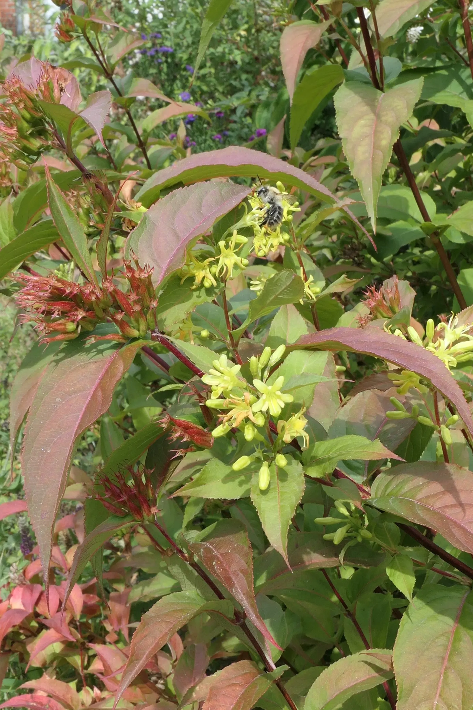 Diervilla (Diervilla X Splendens) — The flowers are set against pointed; it performs best in full sun to partial shade and can tolerate a range of pH levels