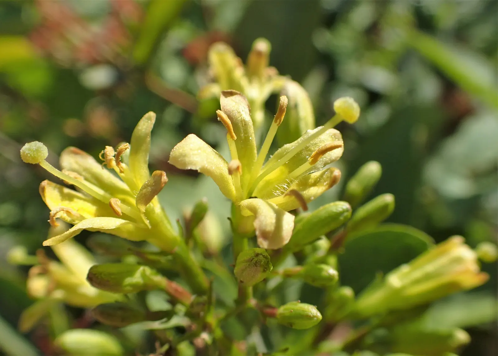 Diervilla (Diervilla X Splendens) — This adaptable plant prefers full sun to partial shade and reaches 2-4 feet in height with a similar spread