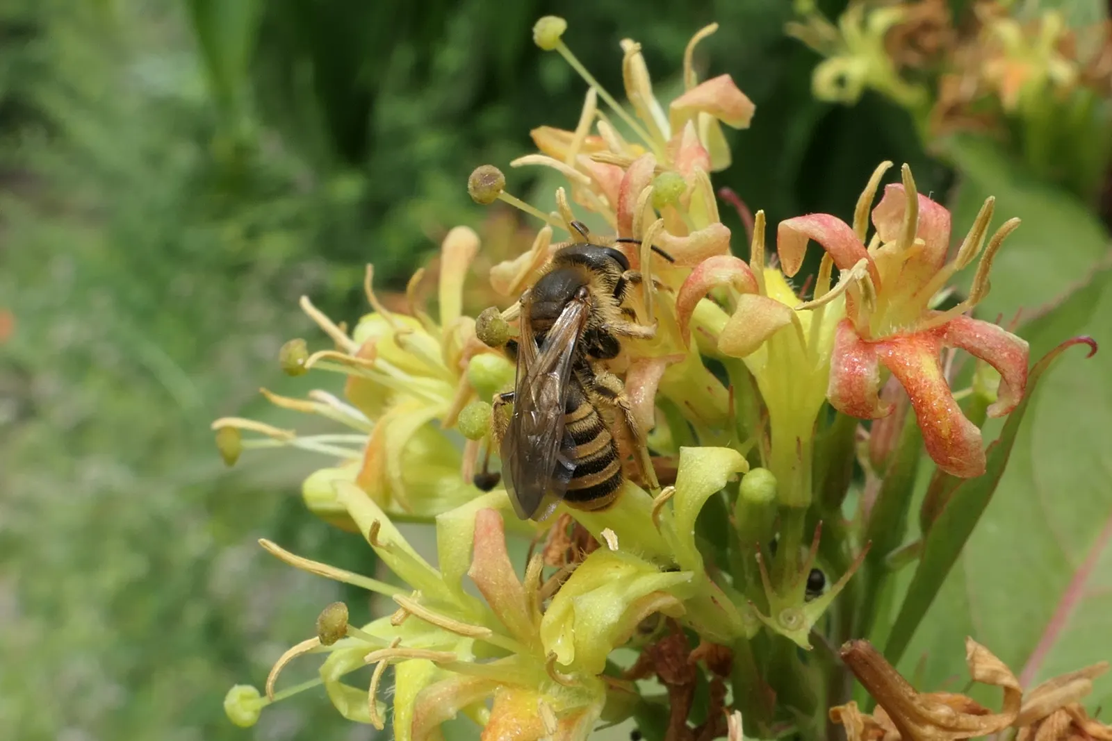 Diervilla (Diervilla X Splendens) — and naturalized areas.<br><br>One of the most striking features of Diervilla is its abundant