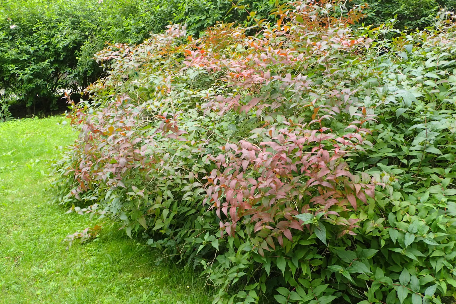 Diervilla (Diervilla X Splendens) — and naturalized areas.<br><br>One of the most striking features of Diervilla is its abundant; shrub for full or half or