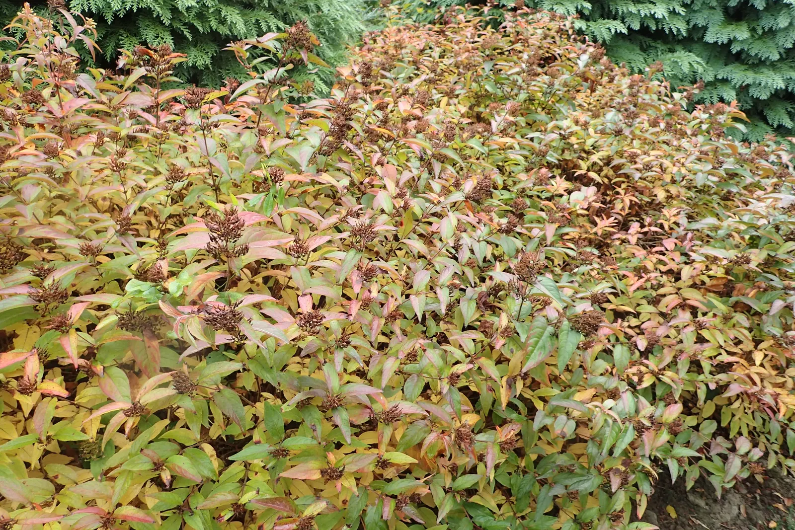 Diervilla (Diervilla X Splendens) — Diervilla can thrive in a variety of soil conditions