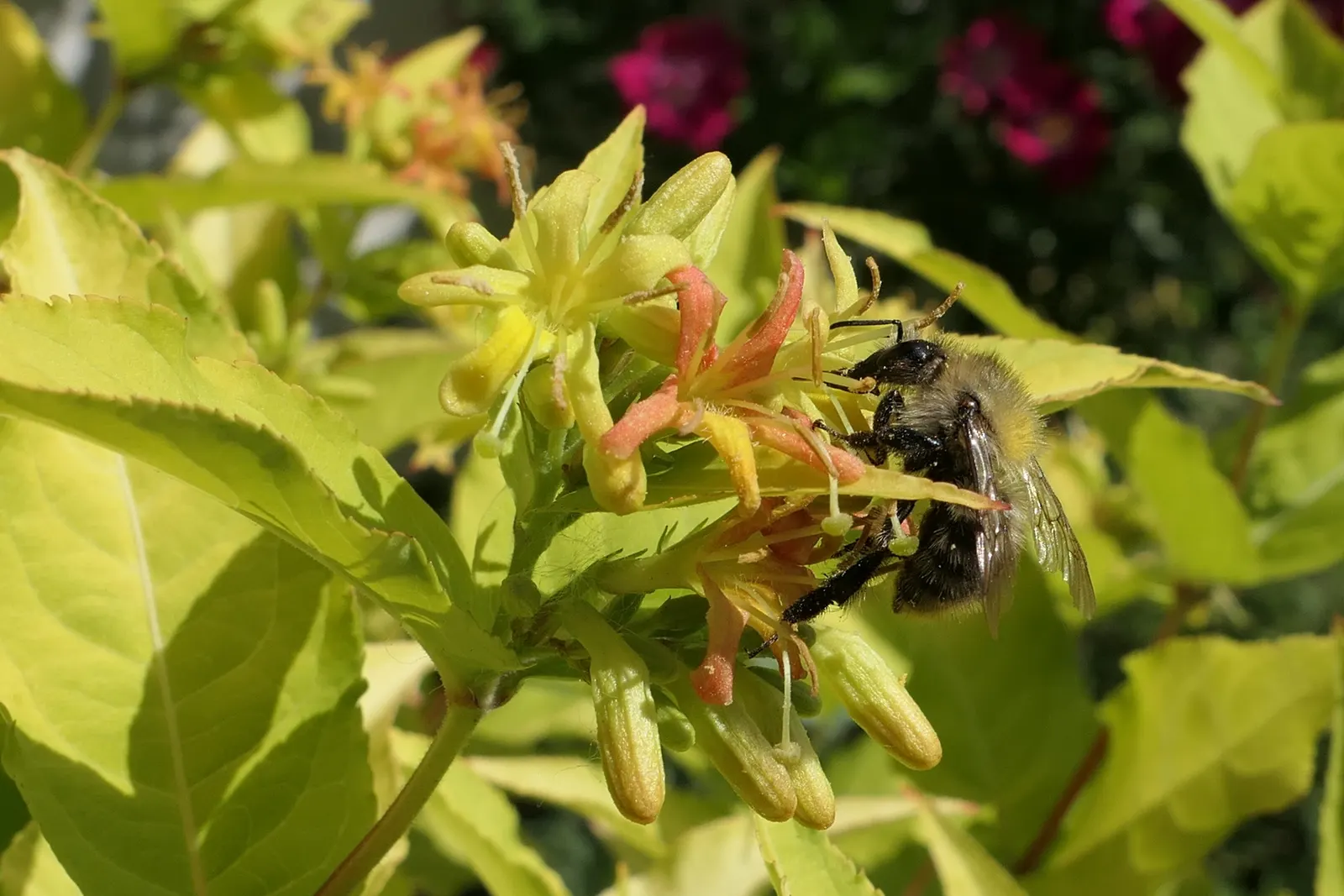 Diervilla (Diervilla X Splendens) — shrub with yellow blooms