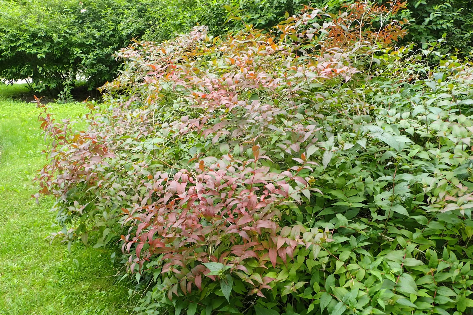 Diervilla (Diervilla X Splendens) — It performs best in full sun to partial shade and can tolerate a range of pH levels