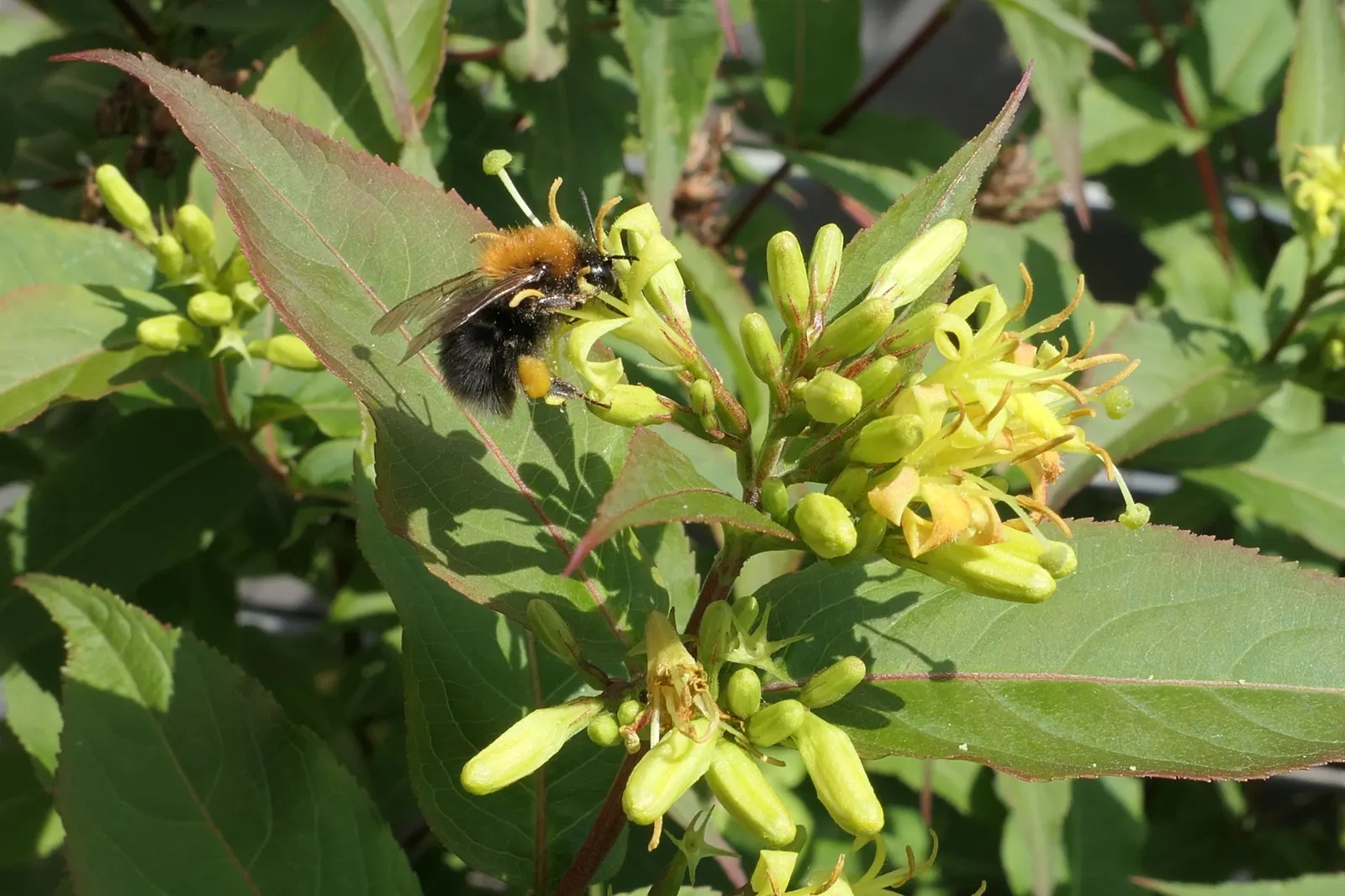 Diervilla (Diervilla X Splendens) — it makes an excellent choice for low-maintenance landscapes and native plant gardens; and naturalized, image 60