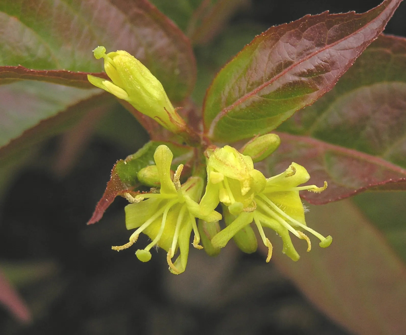 Diervilla (Diervilla X Splendens) — shrub for full or half or shade