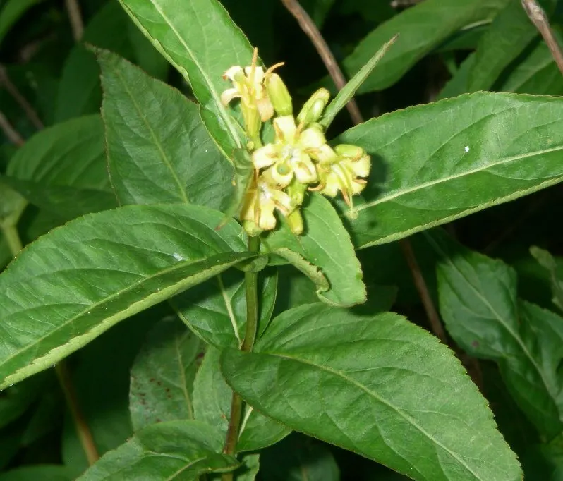 Diervilla (Diervilla X Splendens) — typically matures to a height of 2 to 5 feet with a similar spread