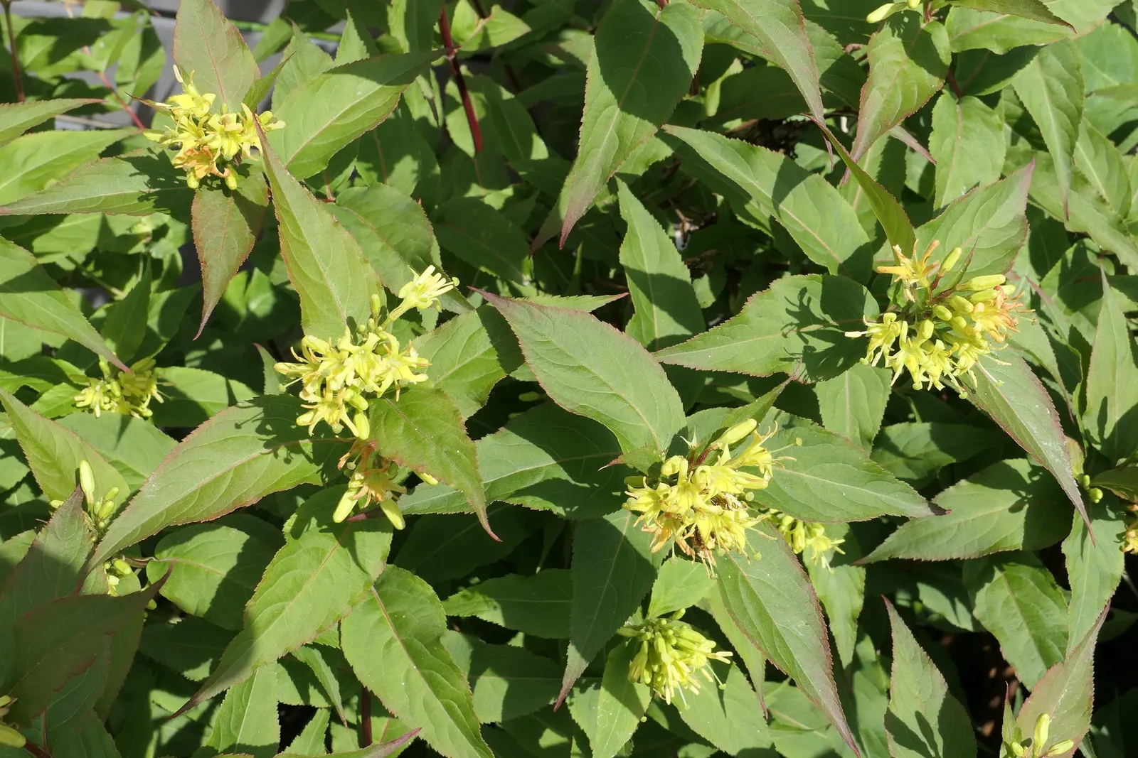 Diervilla (Diervilla X Splendens) — is a hardy deciduous shrub that thrives in USDA zones 4-8