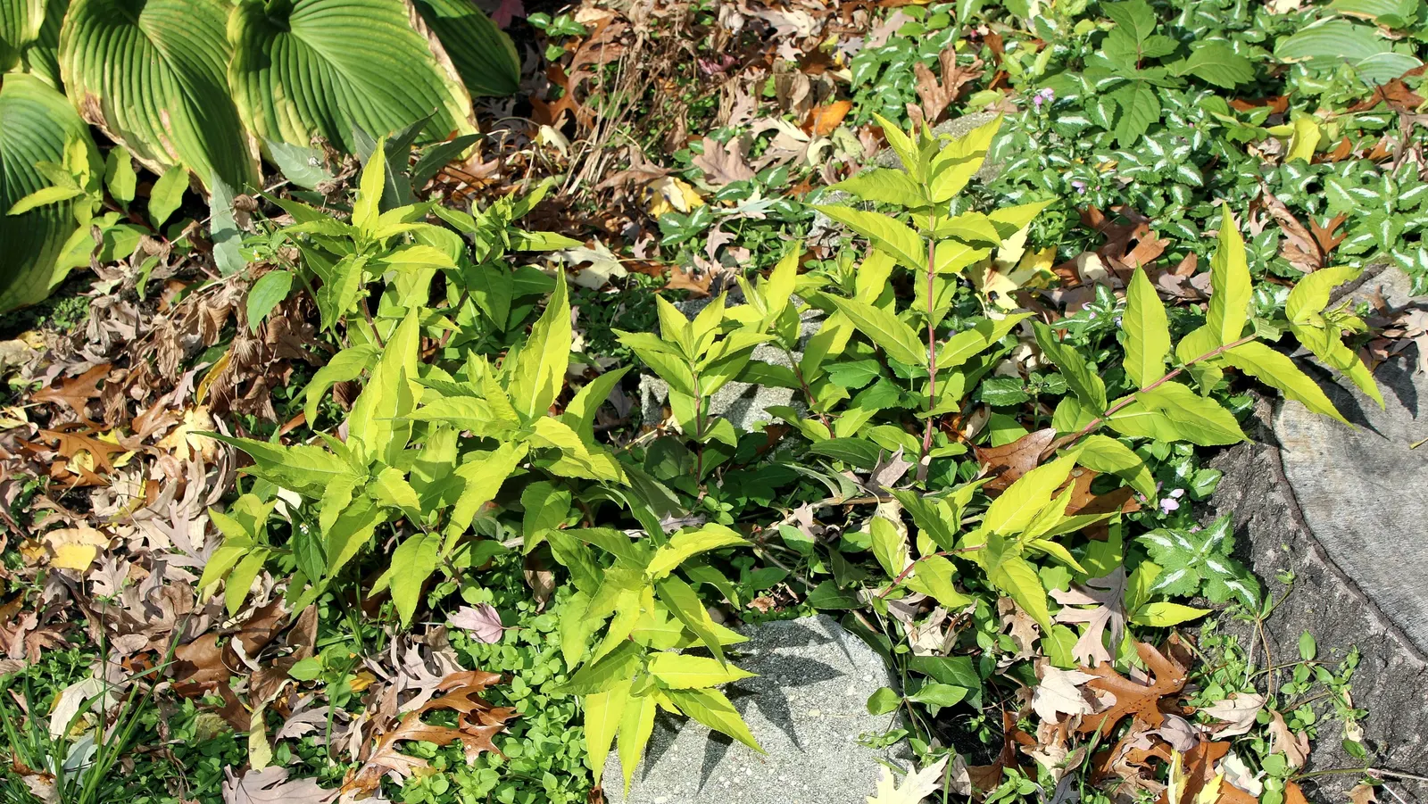 Diervilla (Diervilla X Splendens) — It boasts pointed, ovate leaves and clusters of trumpet-shaped yellow flowers blooming in summer; providing extended