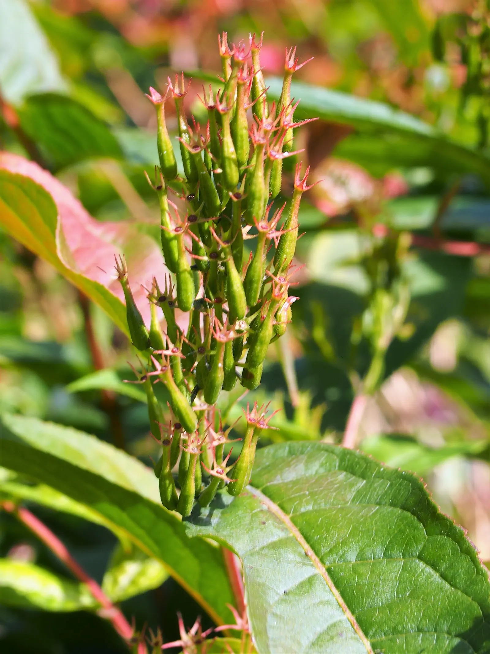 Diervilla (Diervilla X Splendens) — providing extended seasonal interest.<br><br>Drought-tolerant once established; the flowers are set against pointed