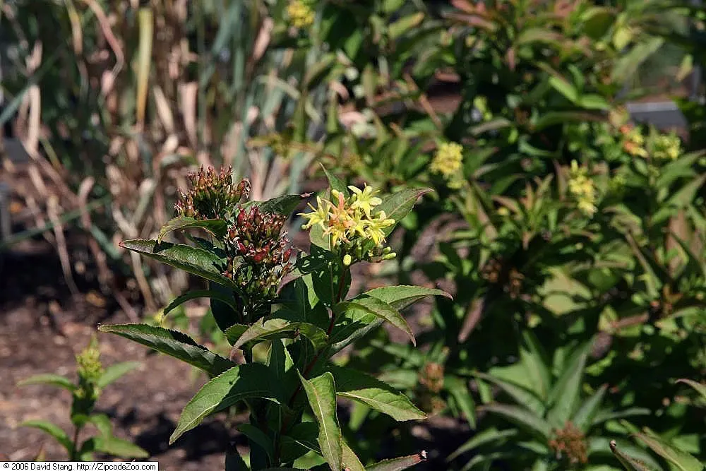 Diervilla (Diervilla X Splendens) — typically matures to a height of 2 to 5 feet with a similar spread; trumpet-shaped yellow flowers that bloom, image 64