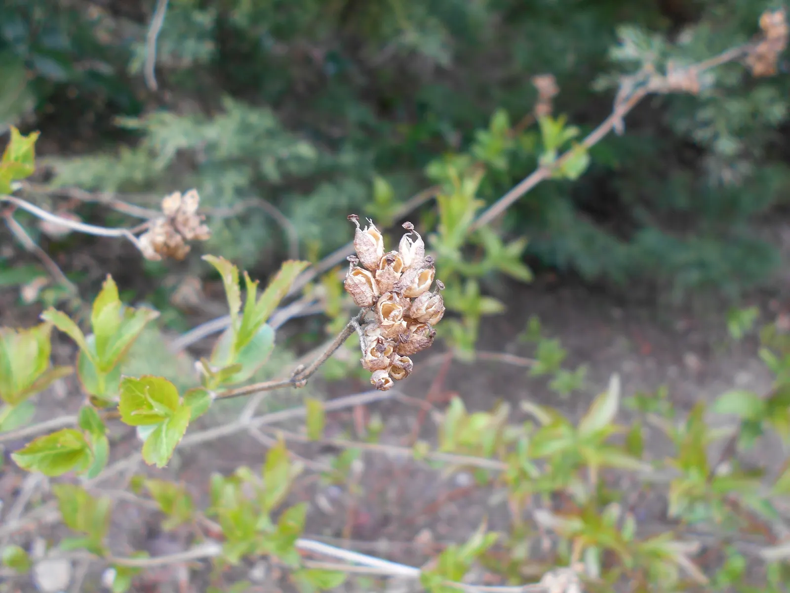 Diervilla (Diervilla X Splendens) — shrub with yellow blooms; which emerge a soft green and shift to attractive shades of coppery-red to burgundy in the fall