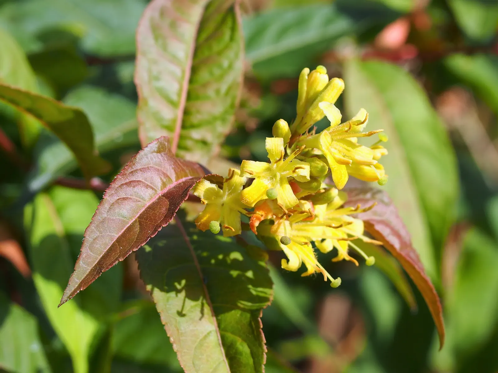 Diervilla (Diervilla X Splendens) — shrub for full or half or shade; arching form.<br><br>For a landscape design