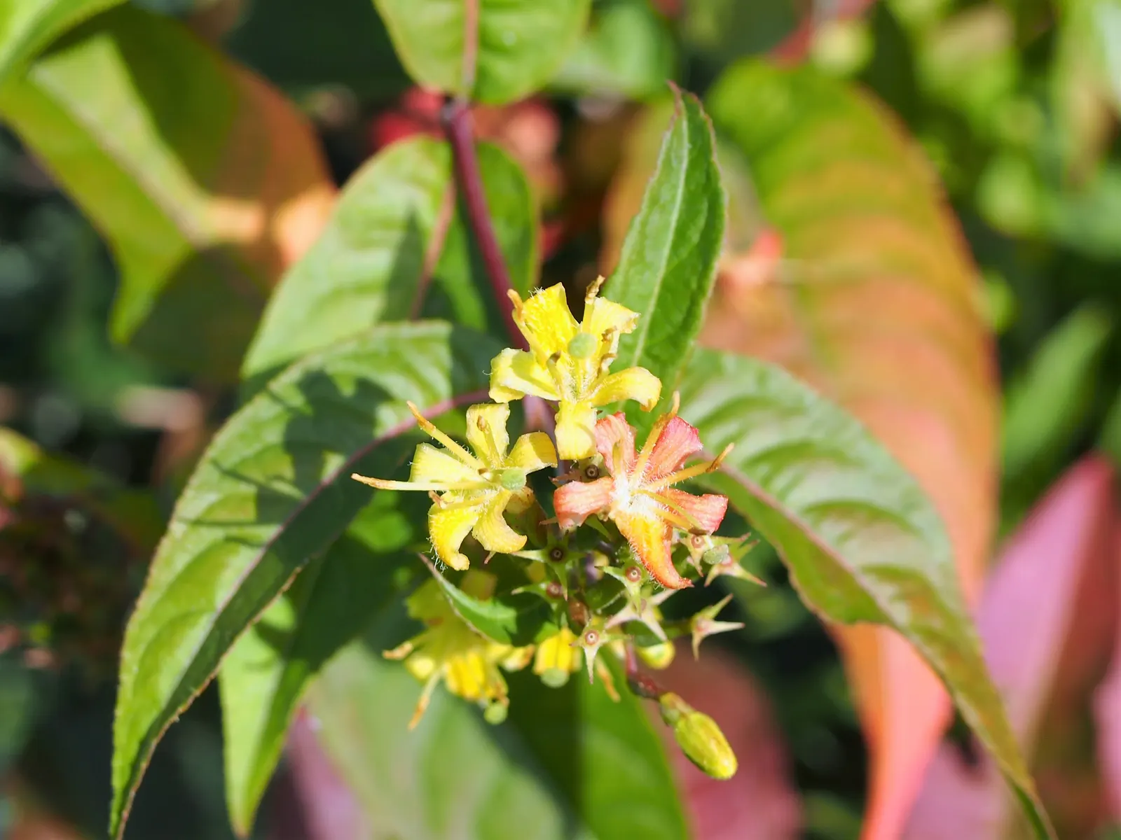 Diervilla (Diervilla X Splendens) — Drought-tolerant once established