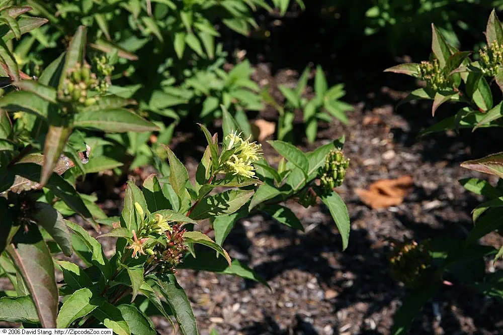 Diervilla (Diervilla X Splendens) — arching form.<br><br>For a landscape design; it boasts pointed, ovate leaves and clusters of trumpet-shaped yellow flowers