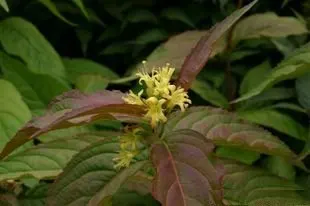 Diervilla (Diervilla X Splendens) — commonly known as Bush Honeysuckle