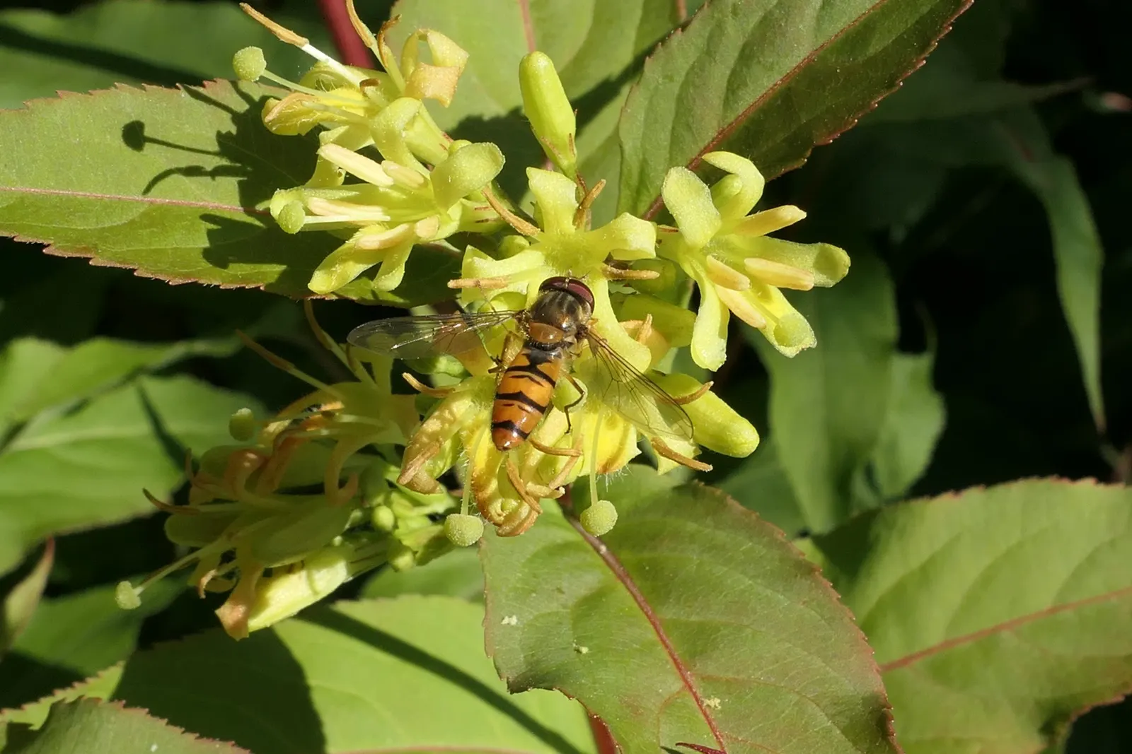 Diervilla (Diervilla X Splendens) — is a hardy deciduous shrub that thrives in USDA zones 4-8; making it a suitable choice for foundation plantings