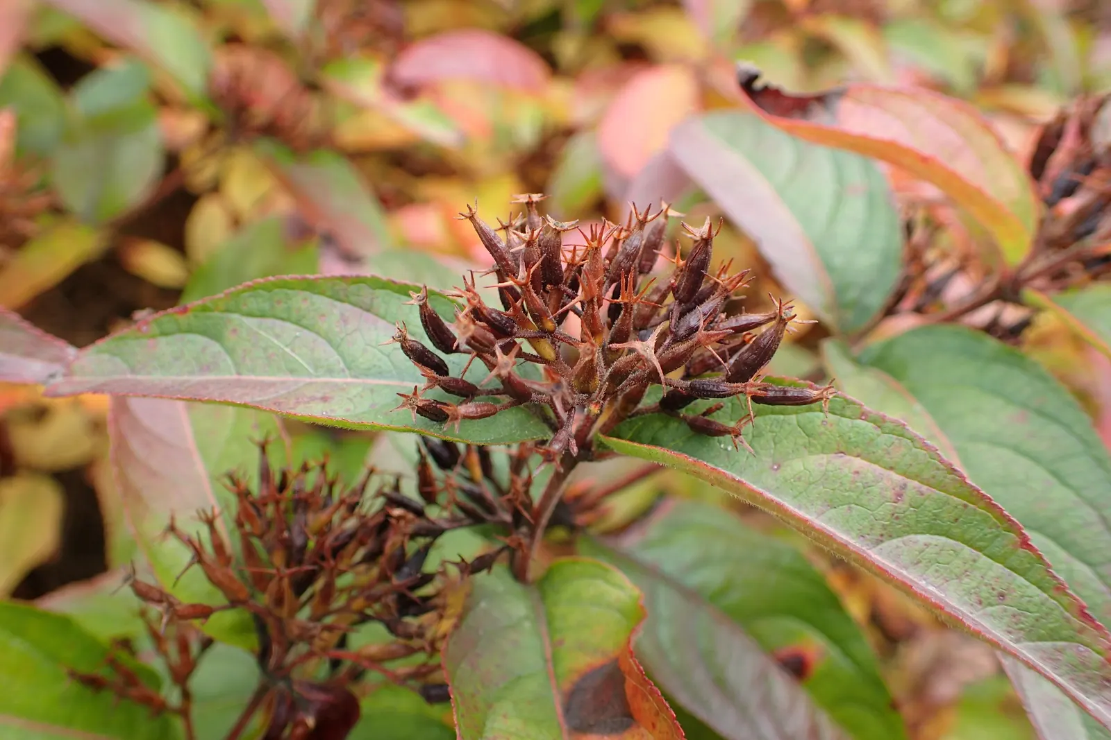 Diervilla (Diervilla X Splendens) — commonly referred to as Diervilla; diervilla can thrive in a variety of soil conditions, image 61