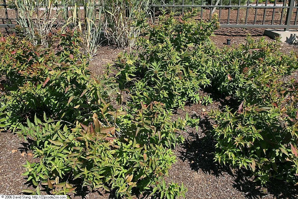 Diervilla (Diervilla X Splendens) — This adaptable plant prefers full sun to partial shade and reaches 2-4 feet in height with a similar spread; yellow flowers