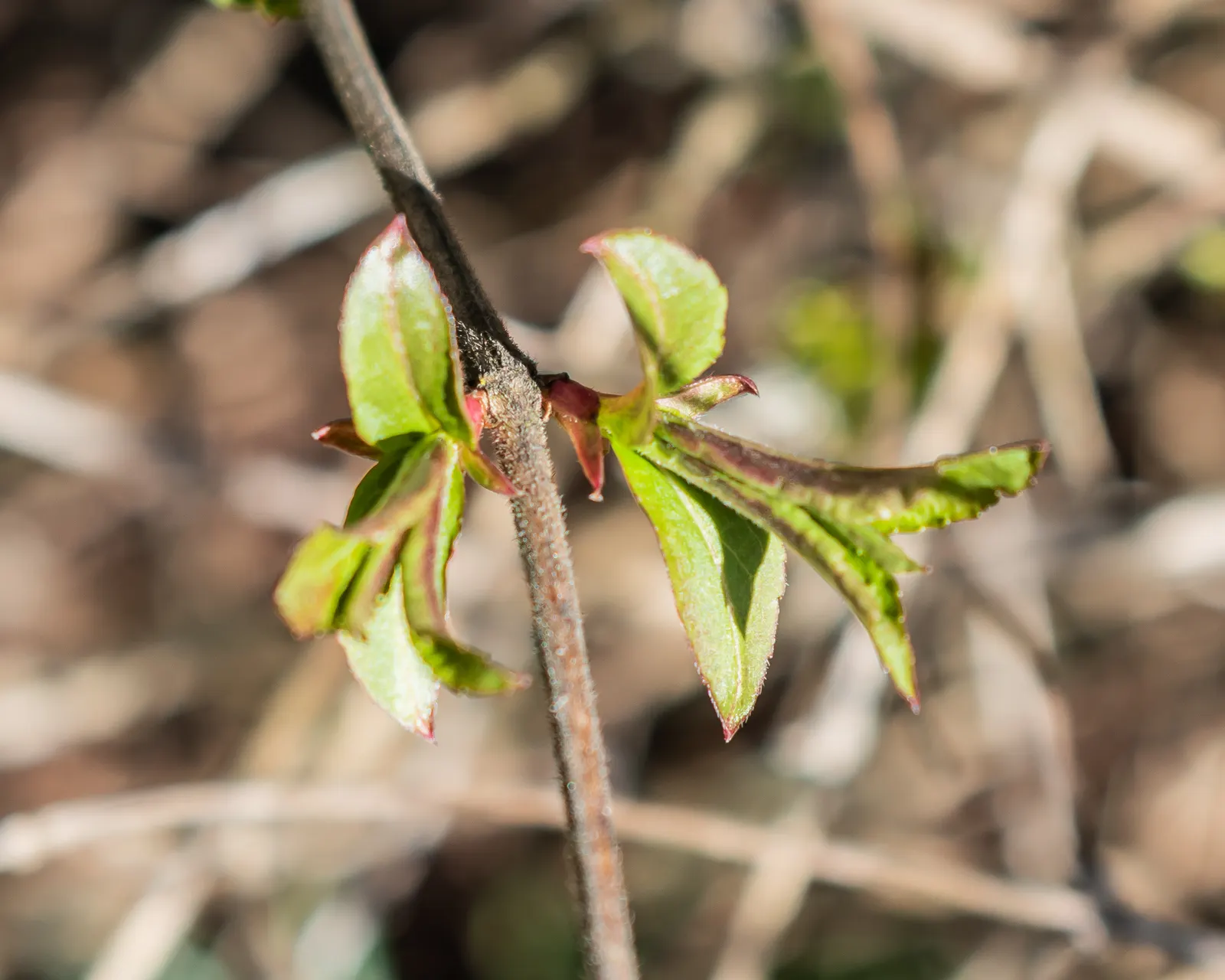 Diervilla (Diervilla X Splendens) — offering a nectar source for pollinators such as bees and butterflies, image 41