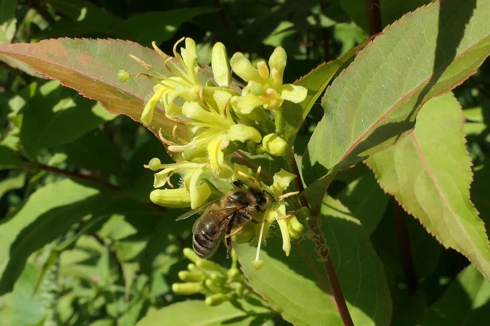 Diervilla (Diervilla X Splendens) — making it a suitable choice for foundation plantings