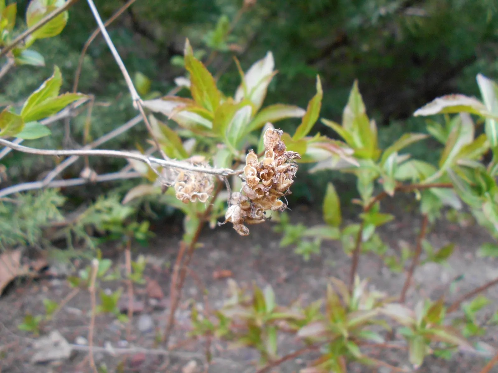 Diervilla (Diervilla X Splendens) — a member of the honeysuckle family; it makes an excellent choice for low-maintenance landscapes and native plant gardens