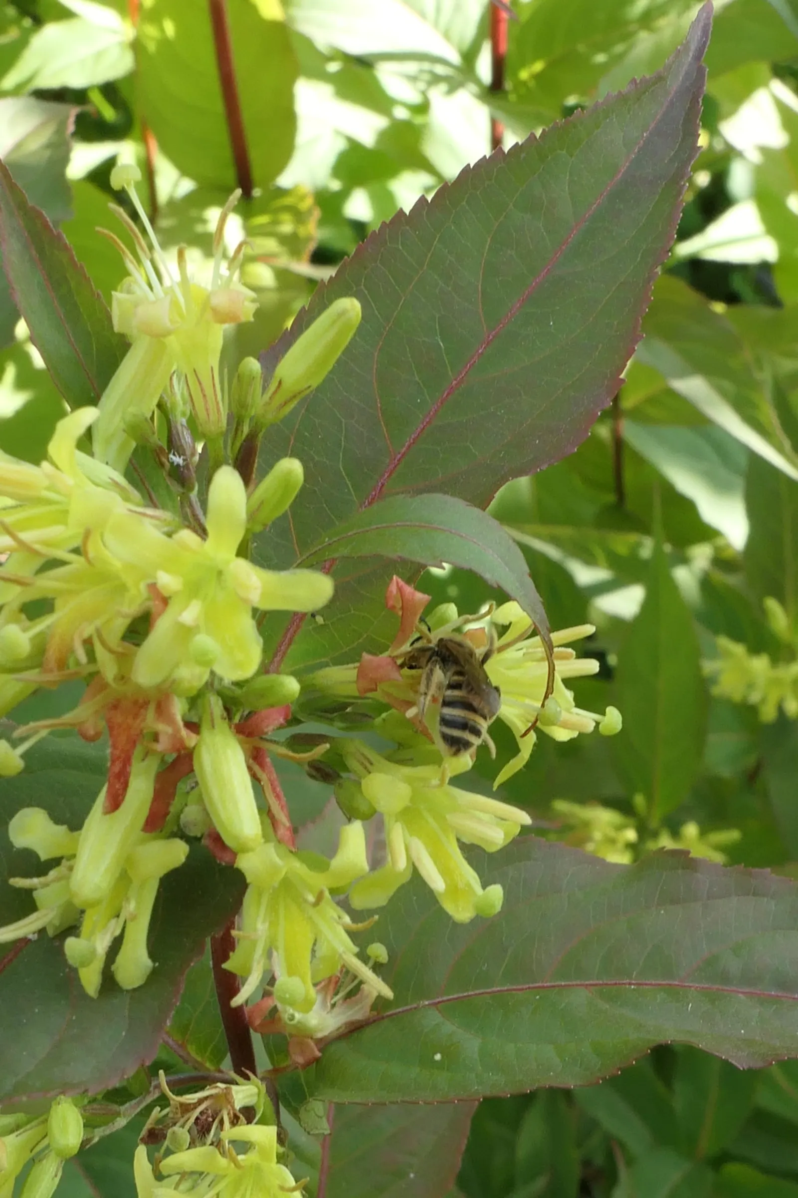 Diervilla (Diervilla X Splendens) — which emerge a soft green and shift to attractive shades of coppery-red to burgundy in the fall