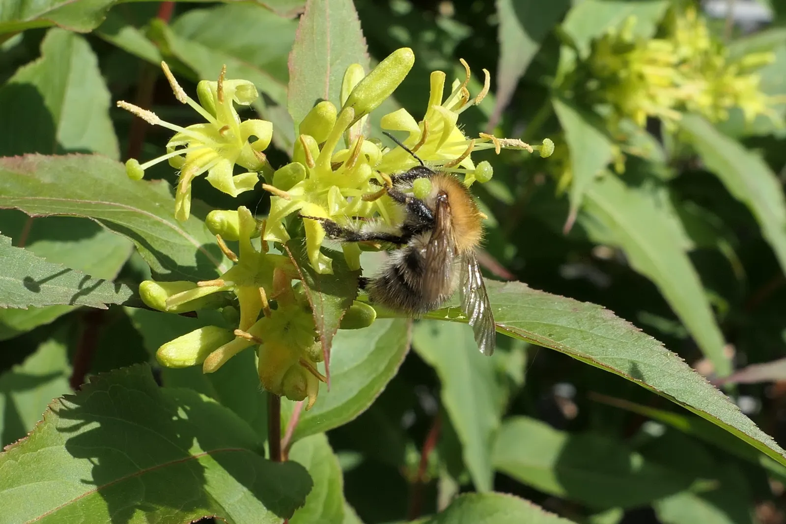 Diervilla (Diervilla X Splendens) — ranging from well-drained to moderately moist; is a hardy deciduous shrub that thrives in USDA zones 4-8
