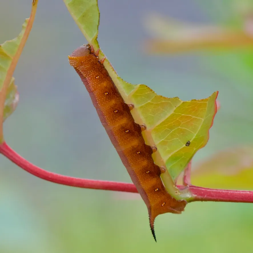 Diervilla (Diervilla X Splendens) — ranging from well-drained to moderately moist