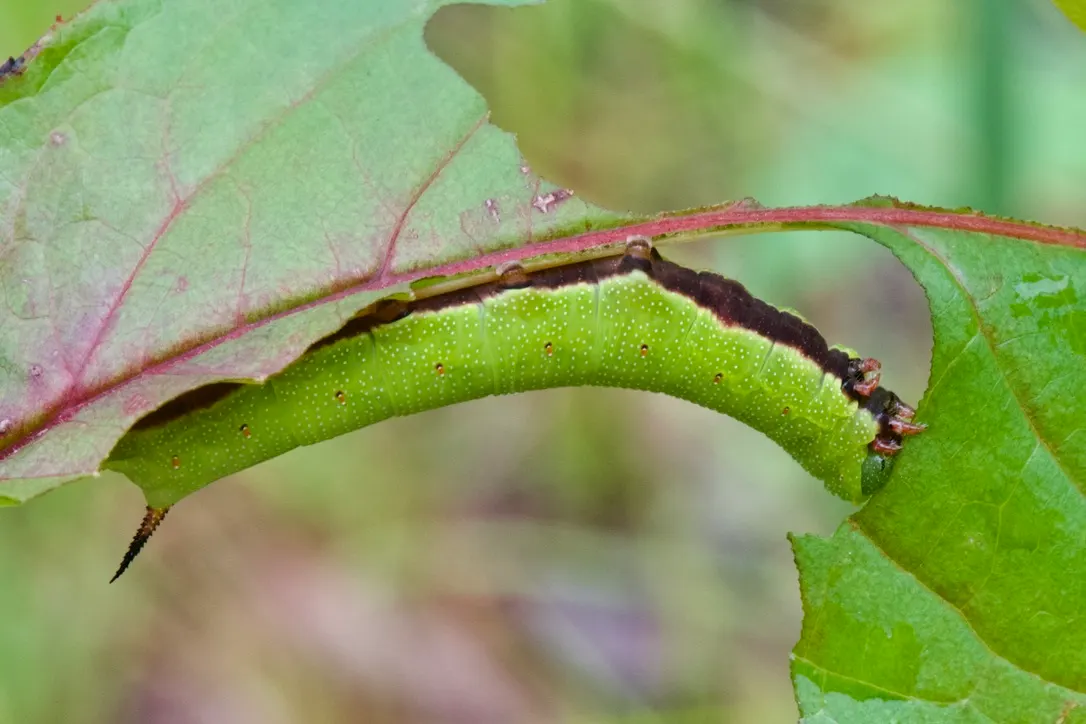 Diervilla (Diervilla X Splendens) — which emerge a soft green and shift to attractive shades of coppery-red to burgundy in the fall; is a versatile and hardy