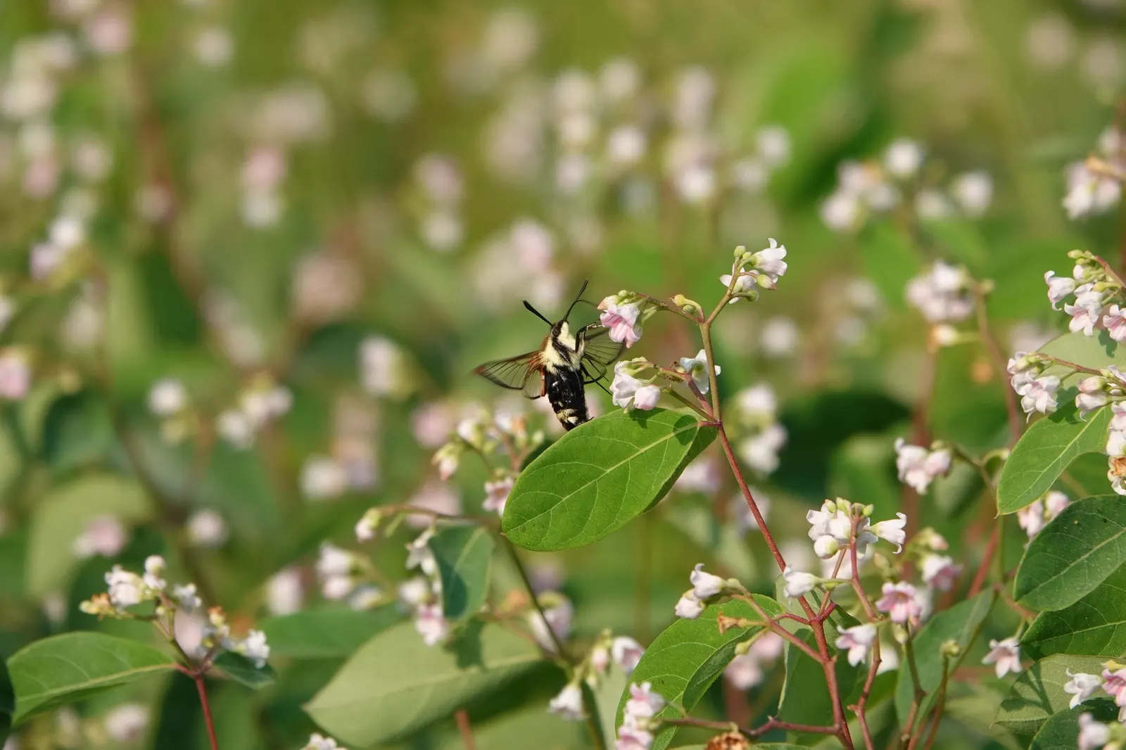 Diervilla (Diervilla X Splendens) — is a hardy deciduous shrub that thrives in USDA zones 4-8; making it a suitable choice for foundation plantings, image 56