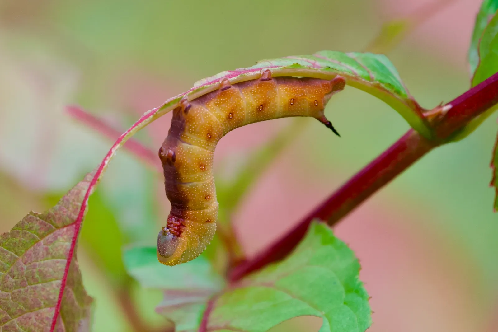 Diervilla (Diervilla X Splendens) — commonly known as Bush Honeysuckle; this adaptable plant prefers full sun to partial shade and reaches 2-4 feet in height