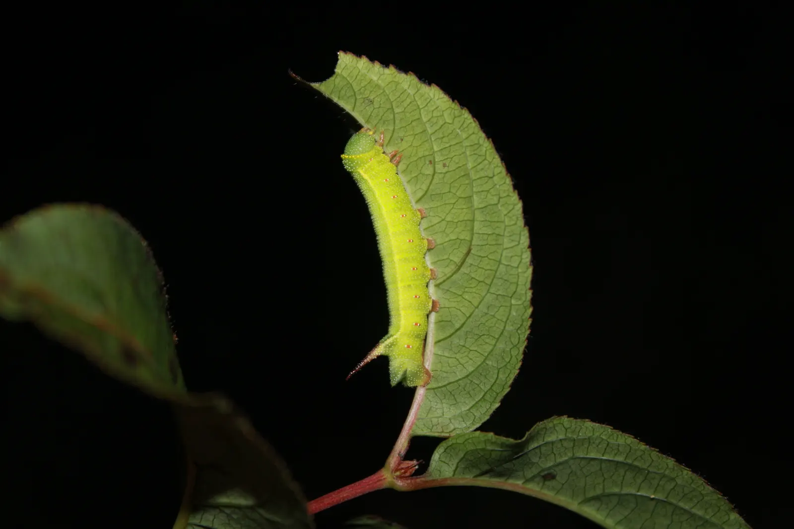 Diervilla (Diervilla X Splendens) — This shrub is also pest-resistant and low-maintenance