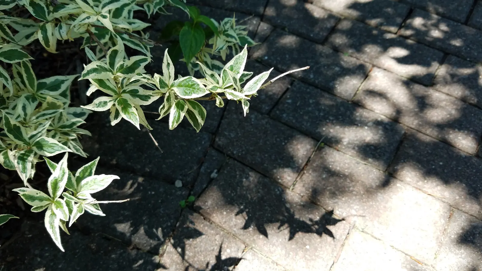 Diervilla (Diervilla X Splendens) — This adaptable plant prefers full sun to partial shade and reaches 2-4 feet in height with a similar spread, image 58