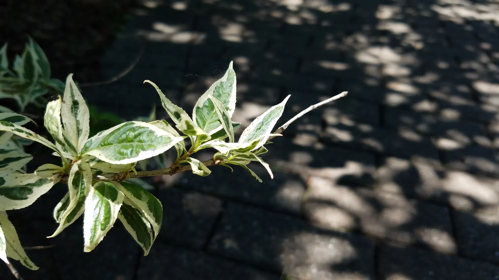Diervilla (Diervilla X Splendens) — providing extended seasonal interest.<br><br>Drought-tolerant once established