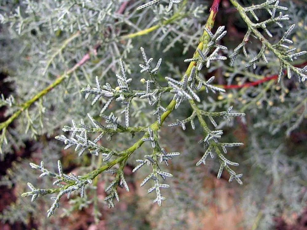 Arizona Cypress Blue Ice (Cupressus Arizonica 'Blue Ice') — Renowned for its silvery-blue foliage and pleasant aroma