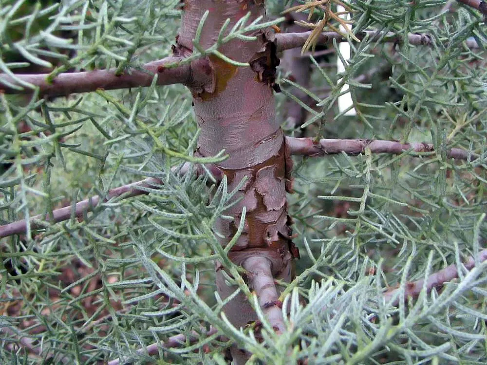 Arizona Cypress Blue Ice (Cupressus Arizonica 'Blue Ice') — it matures to about 30-50 feet tall and 15-20 feet wide
