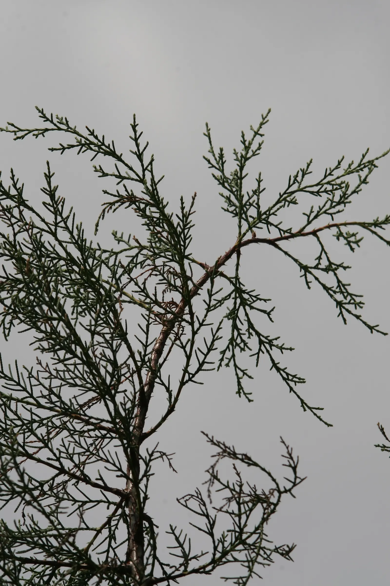 Arizona Cypress Blue Ice (Cupressus Arizonica 'Blue Ice') — The Arizona Cypress 'Blue Ice' (Cupressus arizonica) is a striking