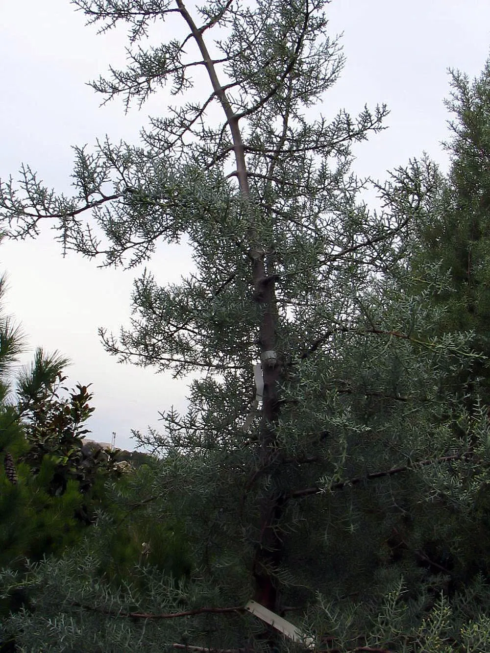 Arizona Cypress Blue Ice (Cupressus Arizonica 'Blue Ice') — This drought-tolerant specimen excels in full sun and well-drained soil, offering year-round color