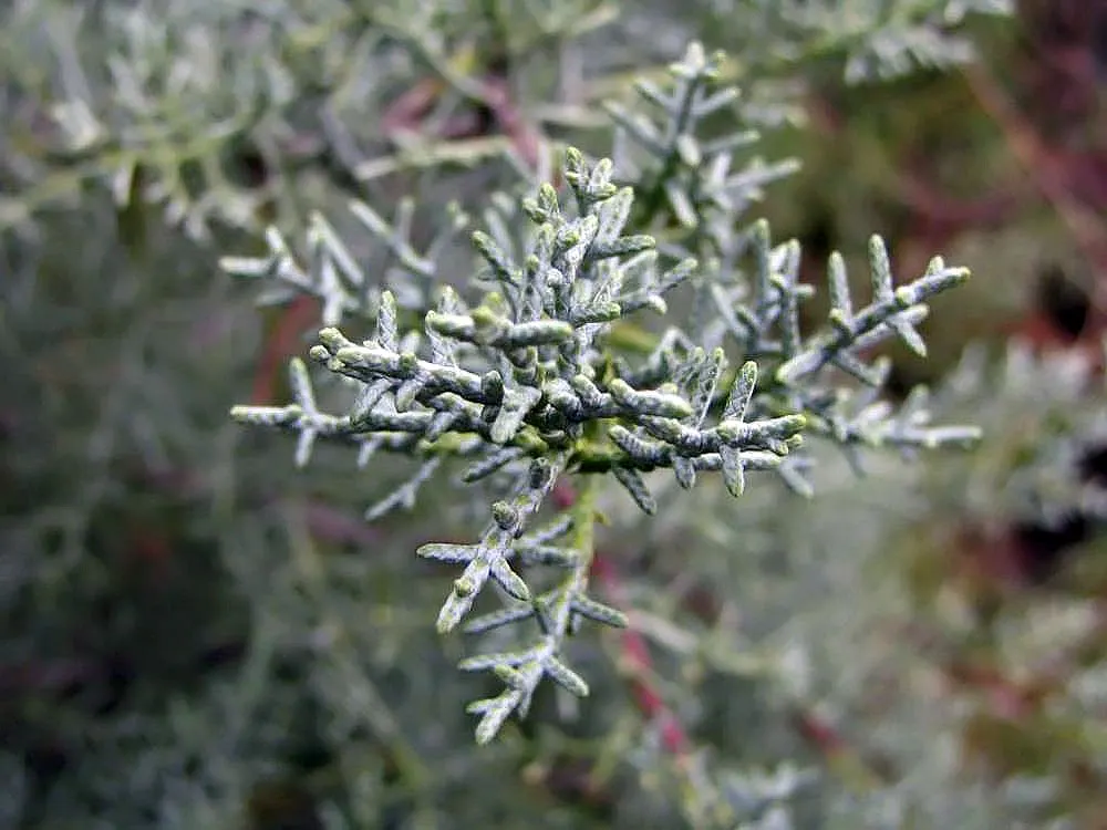 Arizona Cypress Blue Ice (Cupressus Arizonica 'Blue Ice') — evergreen conifer with a dense