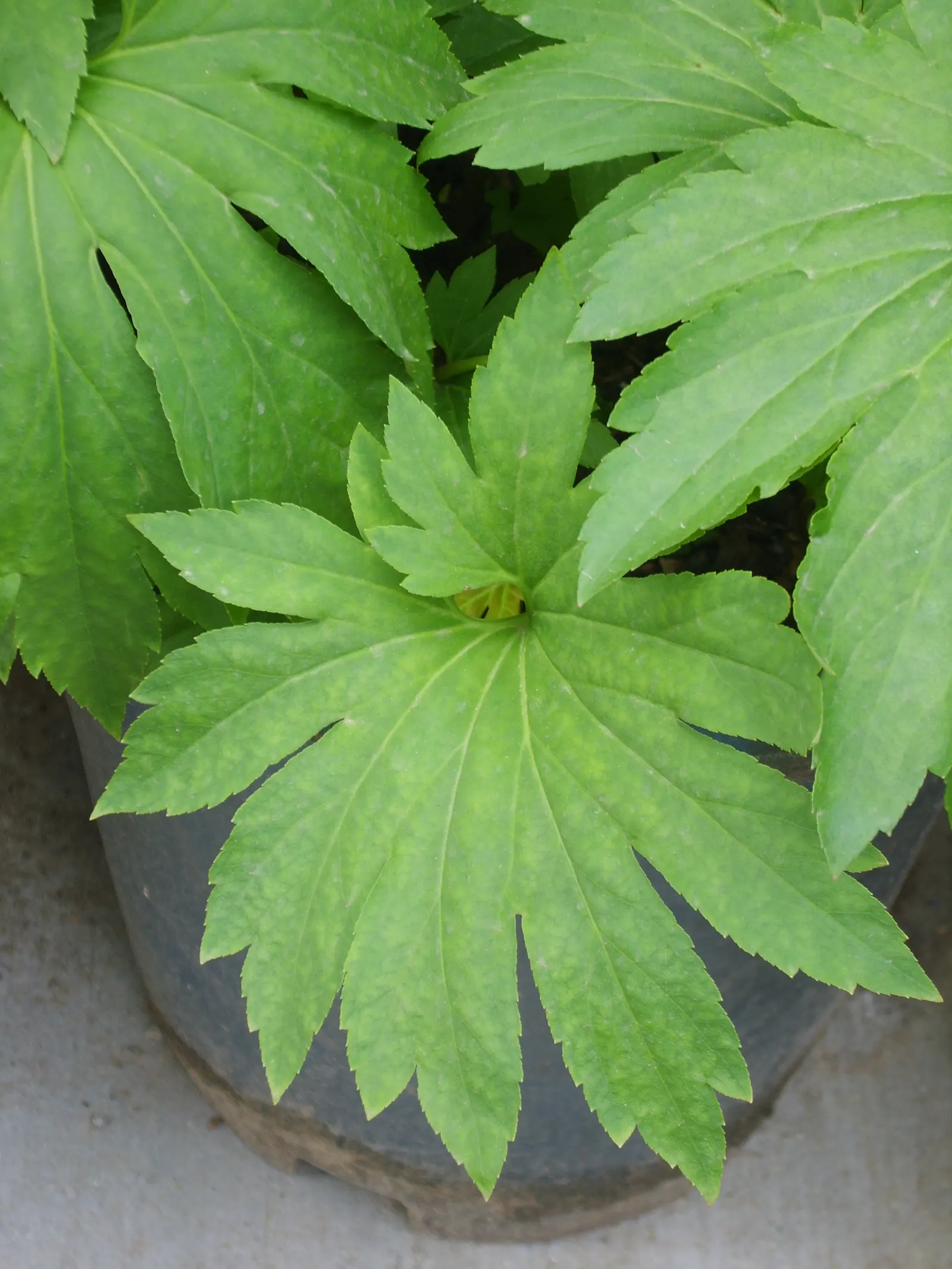 Mukdenia (Mukdenia Rossii) — foliage emerges with bronze hues