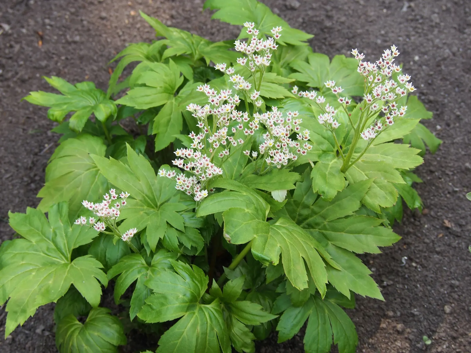 Mukdenia (Mukdenia Rossii) — then transforming to a striking red in fall; commonly known as Mukdenia