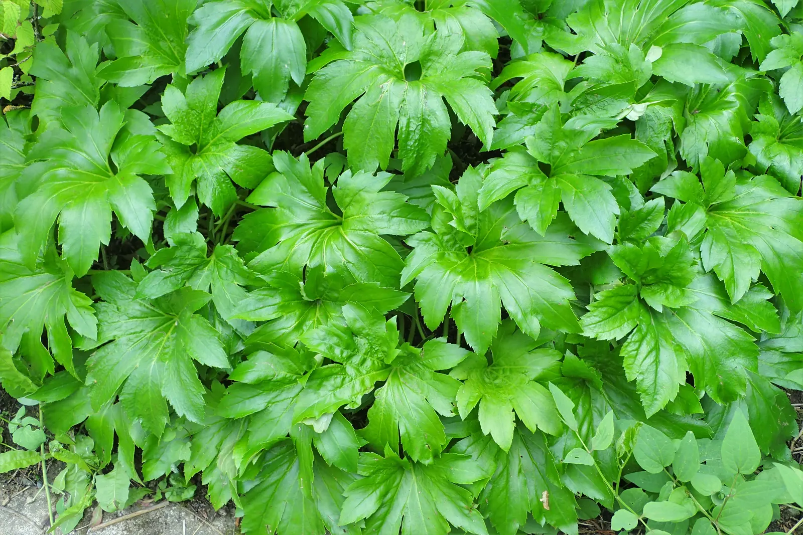 Mukdenia (Mukdenia Rossii) — Employ this stunner to infuse cool tones and textural contrast into your garden palette
