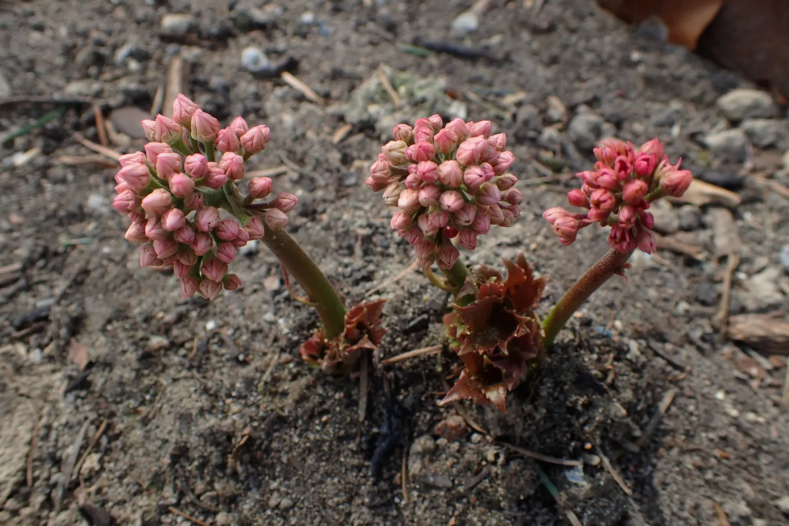 Mukdenia (Mukdenia Rossii) — then transforming to a striking red in fall