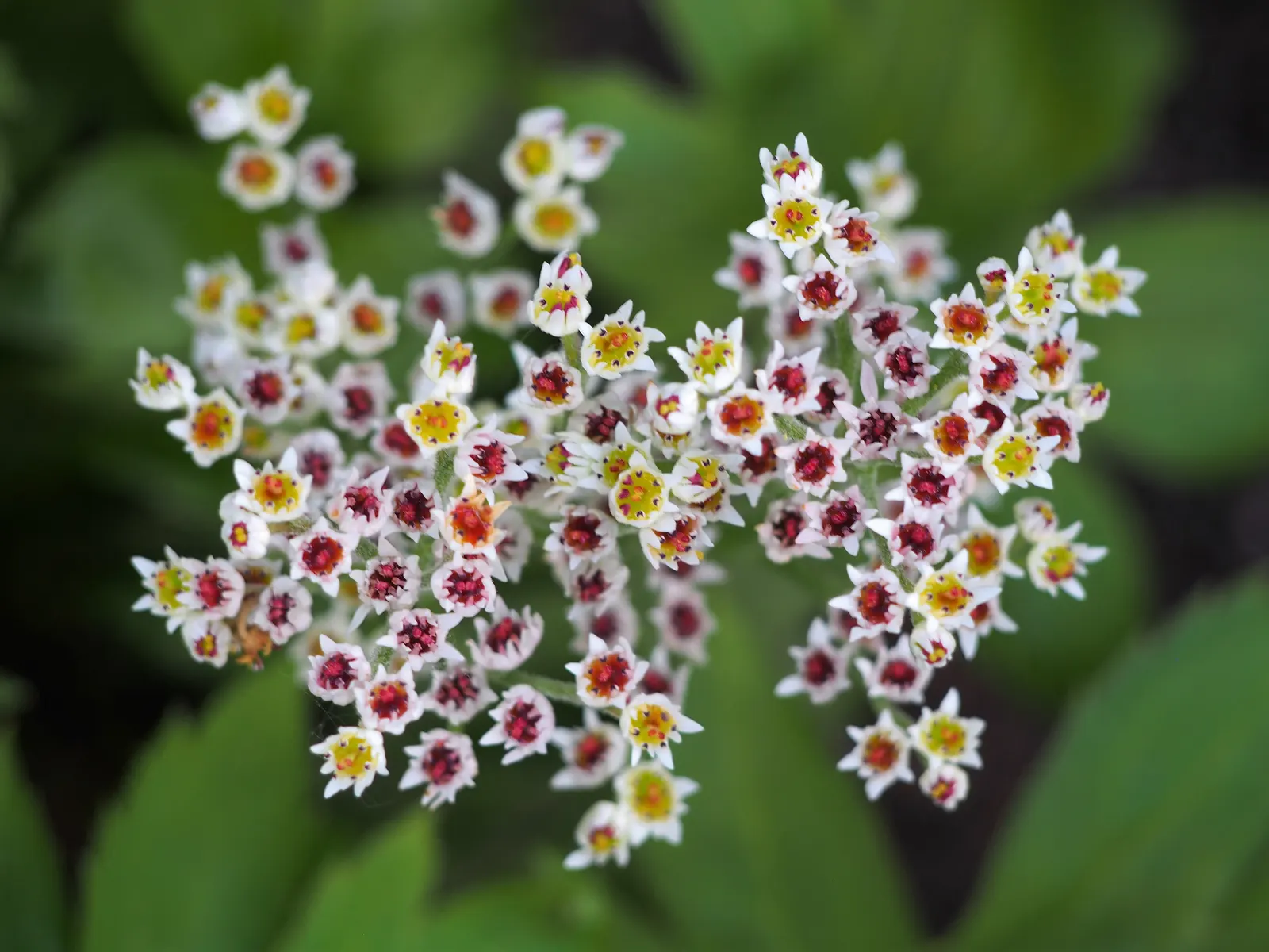 Mukdenia (Mukdenia Rossii) — Native to the woodland regions of East Asia; white flowers in the garden