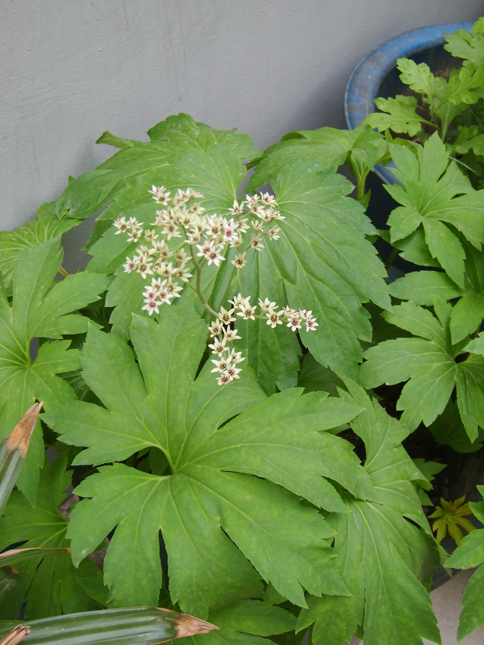 Mukdenia (Mukdenia Rossii) — Thrives in partial shade with moist, well-drained soil