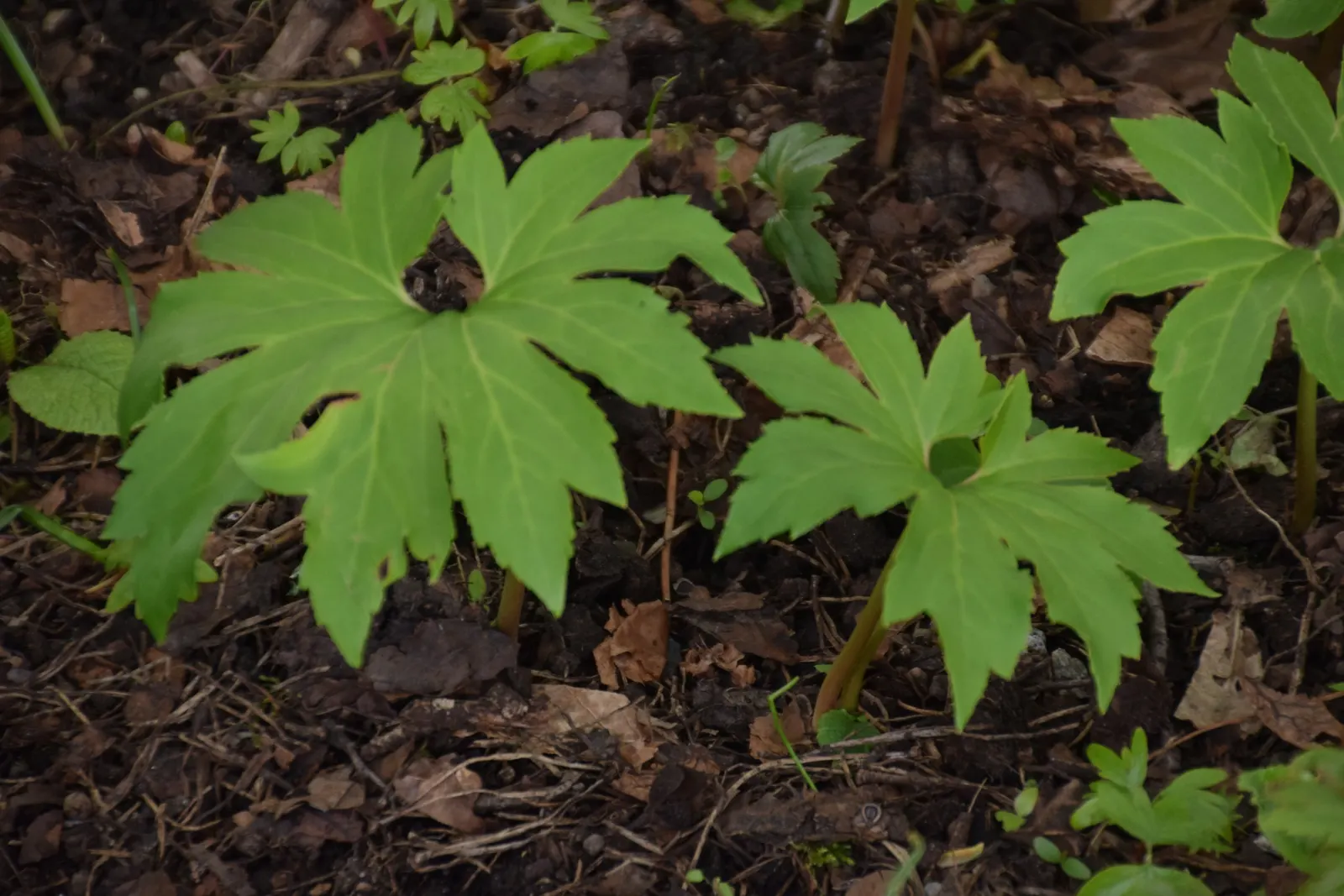 Mukdenia (Mukdenia Rossii) — fan-shaped leaves unfold a fresh green in early spring and as the season progresses; thrives in partial shade with moist