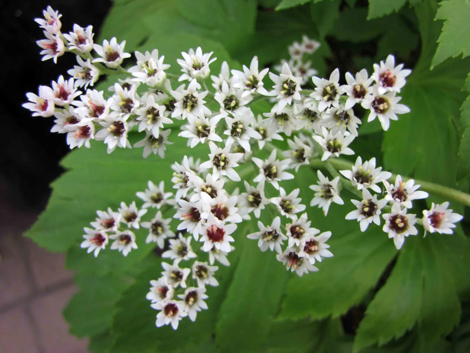 Mukdenia (Mukdenia Rossii) — creating a dramatic color display.<br><br>This plant's clumping habit grows to a modest size